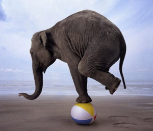 elephant balancing